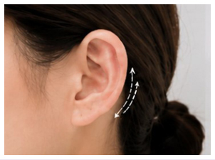 Auricle + Earlobe